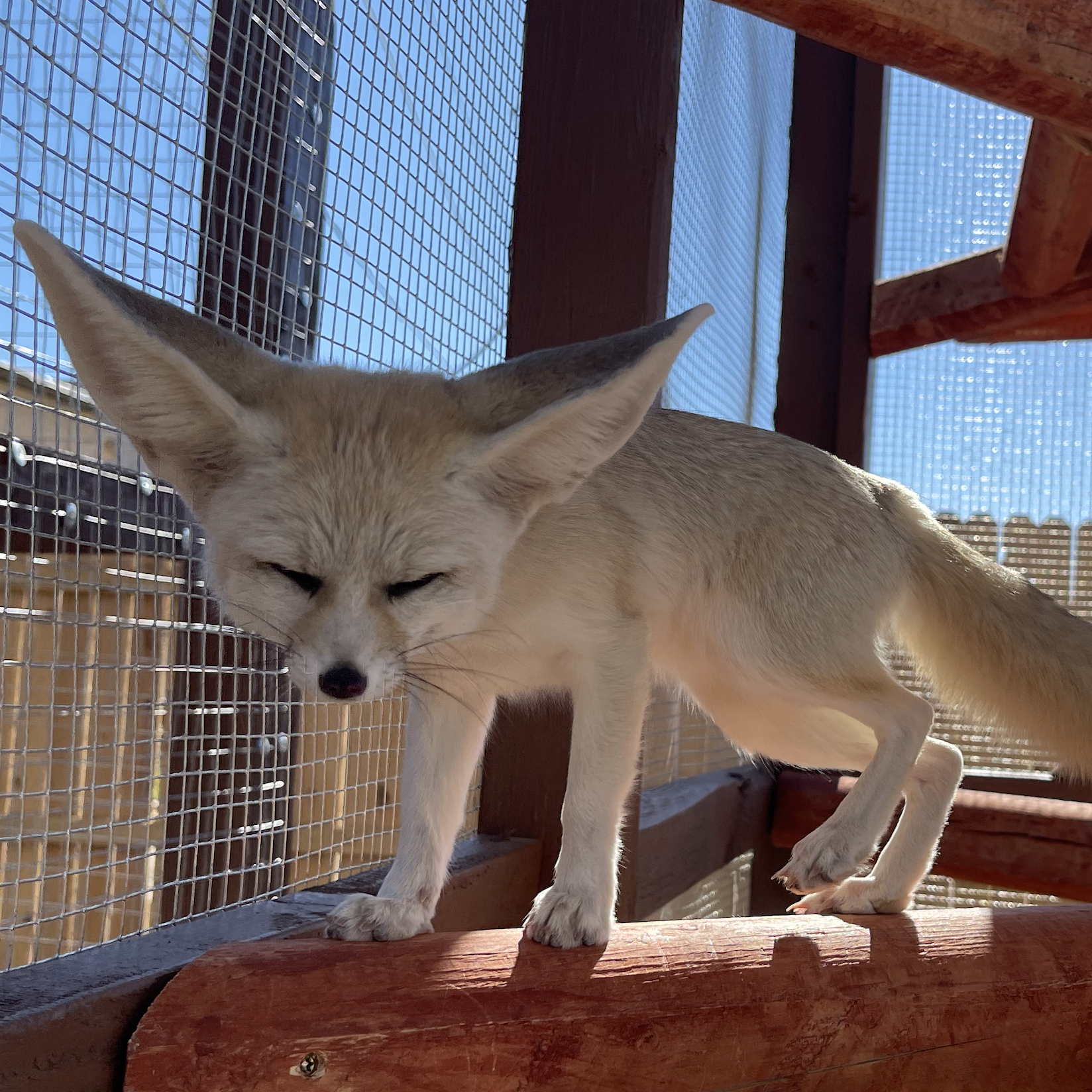 Fennec Foxes el paso